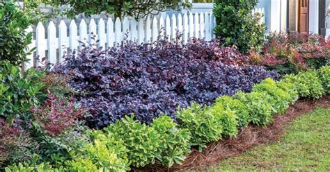 Create Big Garden Appeal with Compact Loropetalum | Southern Living Plants