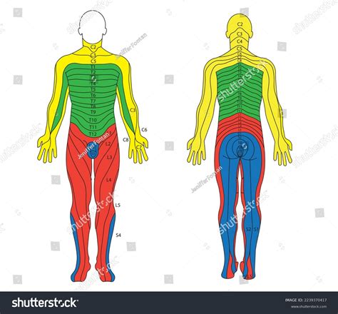 Dermatome Images – Browse 80 Stock Photos, Vectors, And, 42% OFF