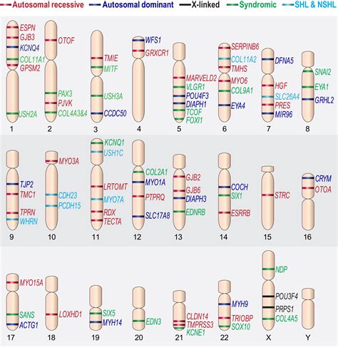 Hearing Impairment: A Panoply of Genes and Functions: Neuron