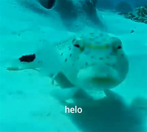 helo fish : memes