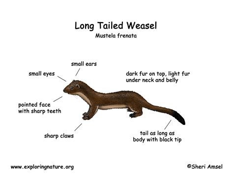 Sea Otter Anatomy - Anatomical Charts & Posters