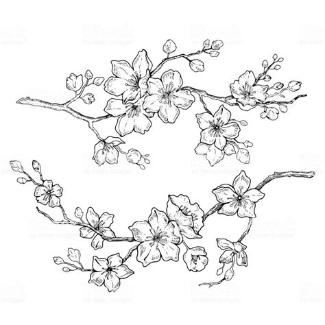 Sakura flowers blossom set, hand drawn line ink style. Cute doodle... | Flower drawing, Flower ...