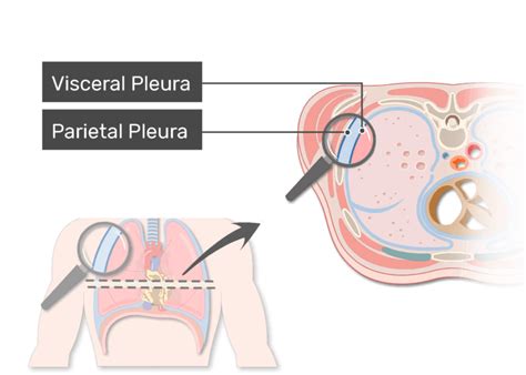 Pleural cavity and pleura: anatomy and types of pleura | GetBodySmart