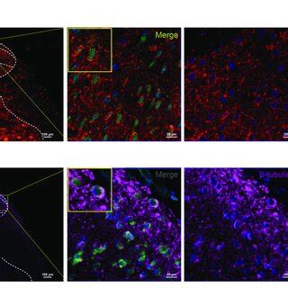 (A) Motilin (MTL) and MTL receptor (MTLR) fluorescence co-labeling in ...