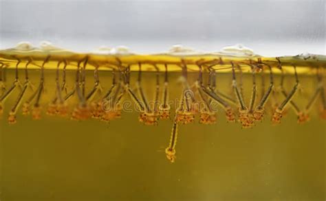 Culex Mosquito Larvae, Culex Mosquito Larvae Found Collecting in Standing Water Stock Photo ...