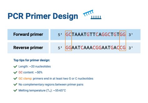 PCR Primer Design | BioRender Science Templates