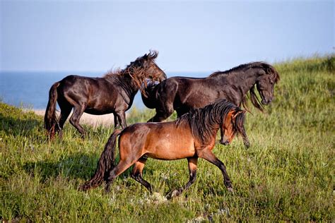 Wild Horses of Sable Island, Nova Scotia, Canada — Bev Pettit Photography