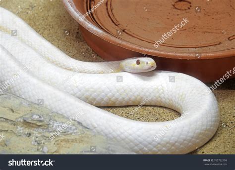 Closeup Albino Black Rat Snake Coiled Stock Photo 705762199 | Shutterstock