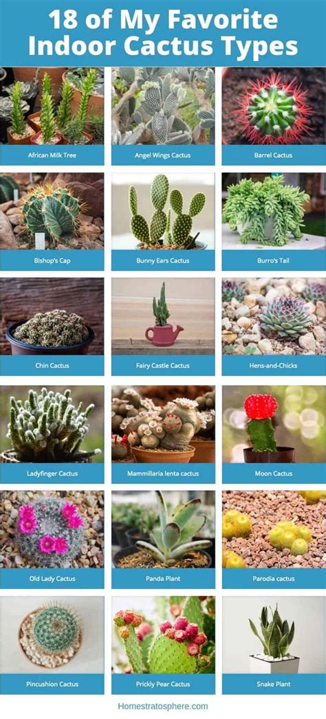 All Types Of Cactus With Names - img-berry