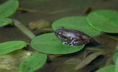 Daur Hidup Katak Mulai dari Telur, Berudu hingga Katak Dewasa