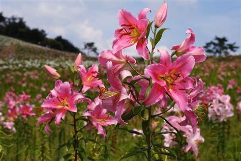 field of lilies | Photo location : Lilies Garden Park of Biw… | Flickr