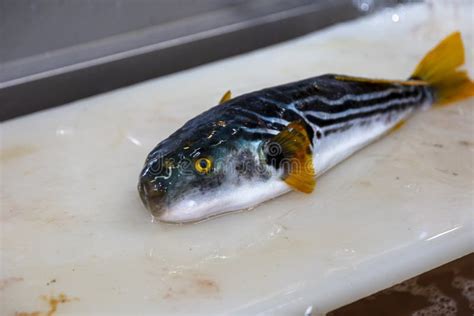 Pufferfish is Cooked by a Japanese Chef with a Special License Stock ...