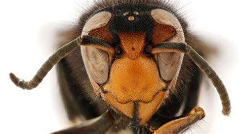 South Carolina officials monitoring invasive hornet species discovered ...