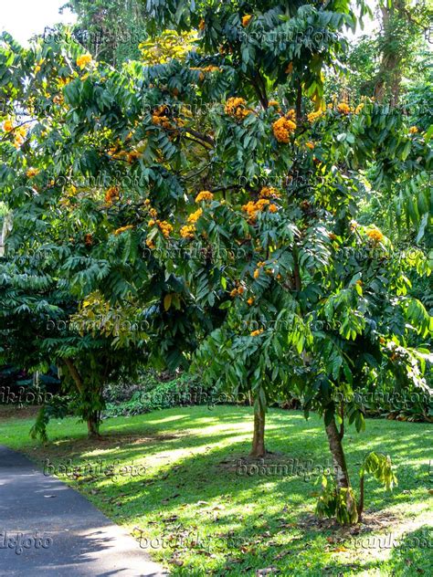 Image Yellow saraca (Saraca cauliflora) - 434143 - Images and videos of plants and gardens ...