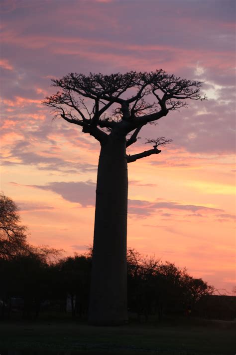 The Most Beautiful Sunset in Madagascar: The Avenue of the Baobabs - Catnaps in Transit