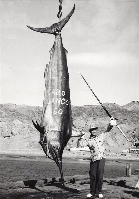 Record Black Marlin