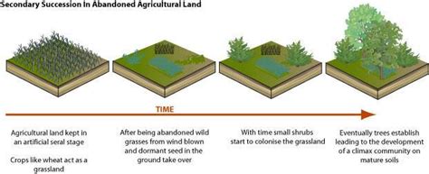 Ecological Succession Primary And Secondary