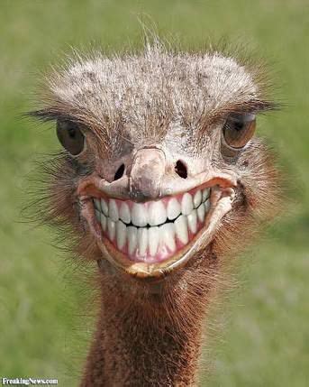 Teeth ostrich emu funny smile Blank Template - Imgflip