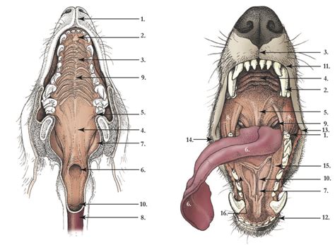 Oral cavity, dog Diagram | Quizlet