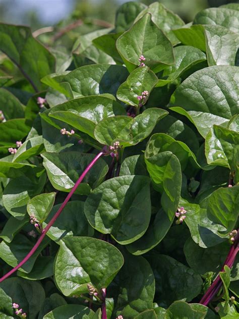 Malabar Spinach Plants - How To Grow Malabar Spinach