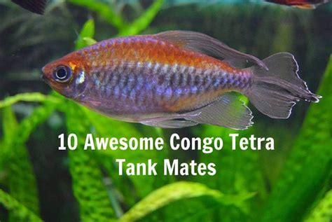 10 Awesome Congo Tetra Tank Mates - Tetra Fish Care