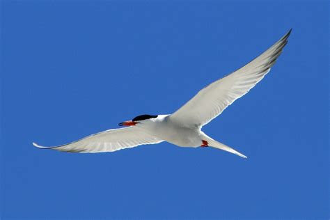 The Nature of Framingham: The Most Beautiful Birds in Flight