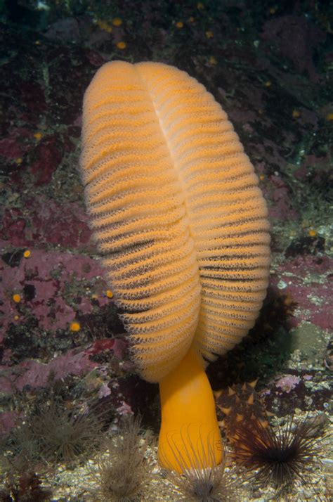 Orange sea pen • Ptilosarcus gurneyi - Biodiversity of the Central Coast