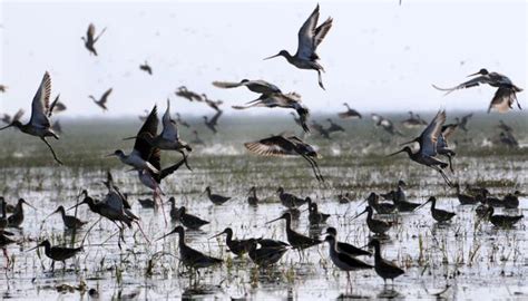 Best time to Visit Chilika lake in Odisha as 700000 migratory birds arrive - Bhubaneswar Buzz