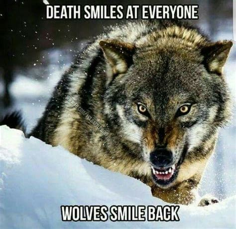 Wolf Qoutes, Wolf Pack Quotes, Lone Wolf Quotes, Angry Wolf, Wolf Spirit Animal, She Wolf, Wolf ...