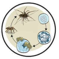 Spider Chemical Control & Insecticide Products | MGK®