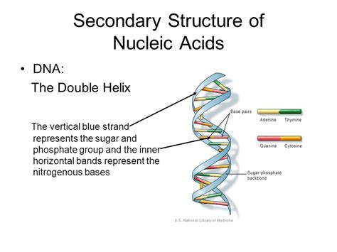 Structure and Function of Nucleic Acid - Matob R