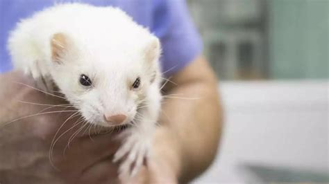 497+ Ferret Names: 2024'S BEST List (Cute & Fun Choices!)