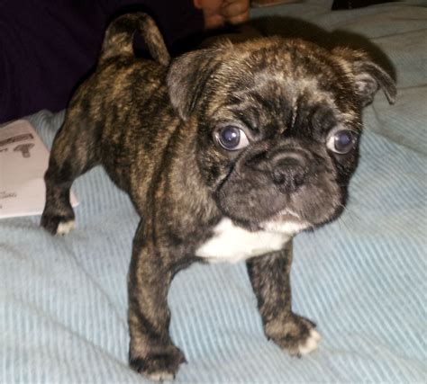 77+ Boston Terrier Pug Mix Puppies For Sale Mn Picture ...