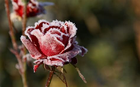 Snow Rose Wallpaper - Nature Wallpaper