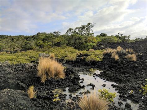 Rangitoto Island – Working While Wandering