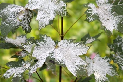 Powdery Mildew on Norway Maple. Maple Tree Disease Stock Photo - Image ...