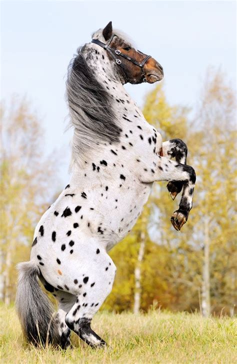 20 Most Beautiful Horses In The World | Rare horses, Appaloosa horses, Most beautiful horses