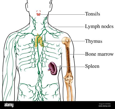 The Lymphatic Immune System including labels for tonsils lymph nodes ...