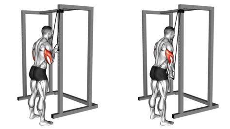 What are tricep cable extensions? (A guide for bodybuilders)