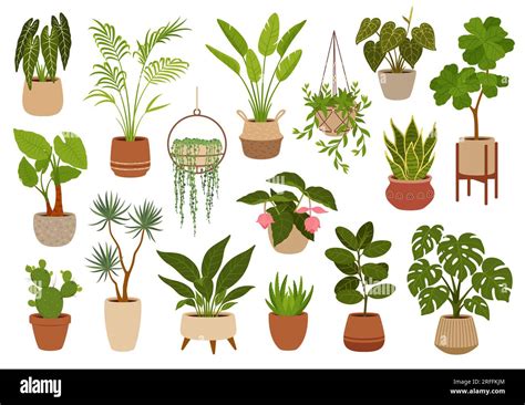 Pot with green plants, flowers and succulents. Office flowerpots. Cartoon vector indoor potted ...