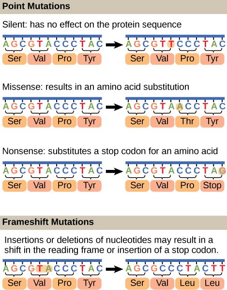 DNA Repair · Biology