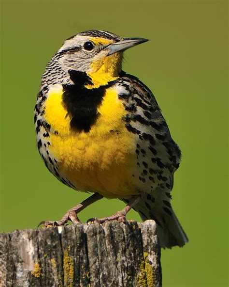 Western Meadowlark - Whatbird.com | Beautiful birds, Bird, Pretty birds