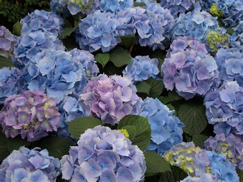 Blue Hydrangea Wallpaper - WallpaperSafari