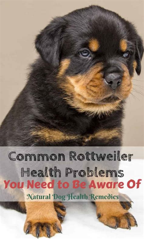 Rottweiler Health Problems & Lifespan