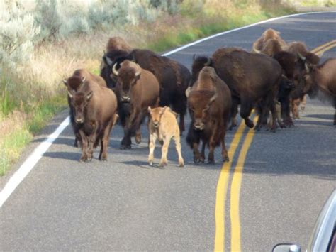 Buffalo jam...stampede. Lamar Valley | Bears tooth, Lamar valley, Cute ...