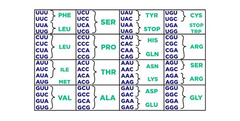 Translation Biology Chart