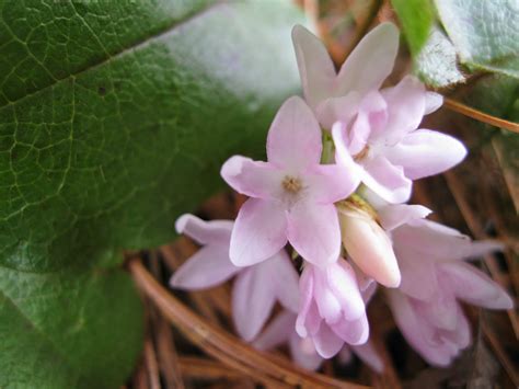 Plants and Stones: Pink Arbutus Flowers