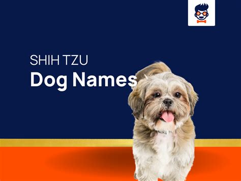 1030+ Shih Tzu Names - Which One Fits Your Pooch? (+Generator)