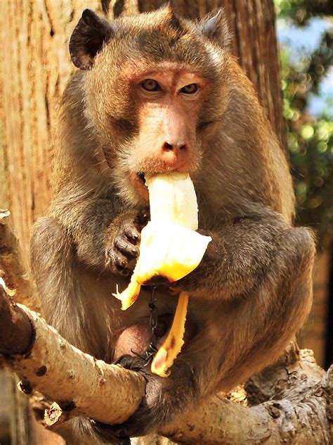 Monkey eating a banana | Eating bananas, Monkey and banana, Banana funny