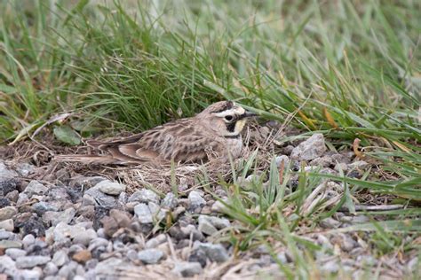 Nesting Horned Lark | Horned Lark on her nest. Looks like go… | Flickr